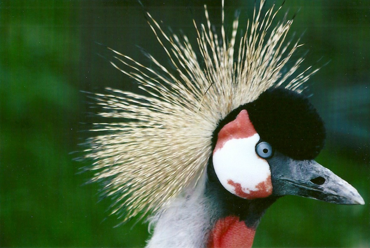 East African Crowned Crane 11th September 2012
