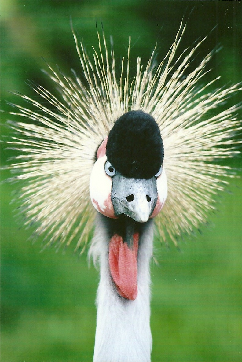 East African Crowned Crane 11th September 2012