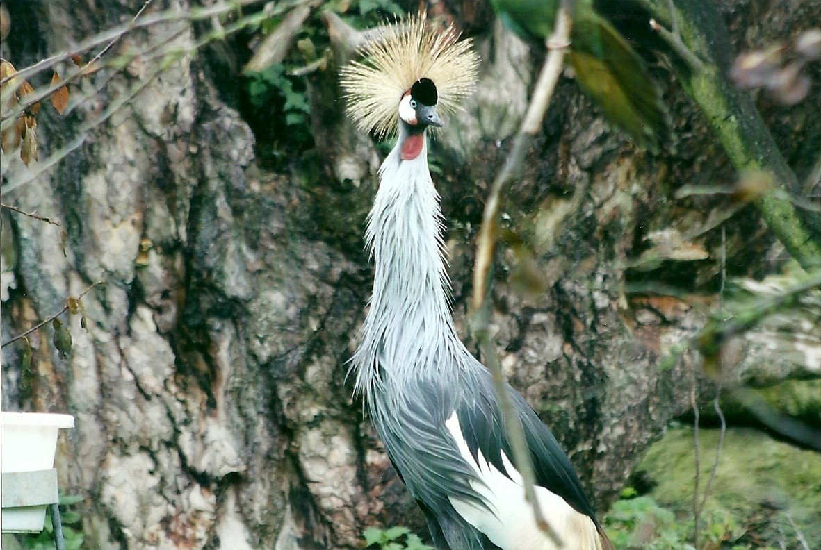 East African Crowned Crane 1st November 2012