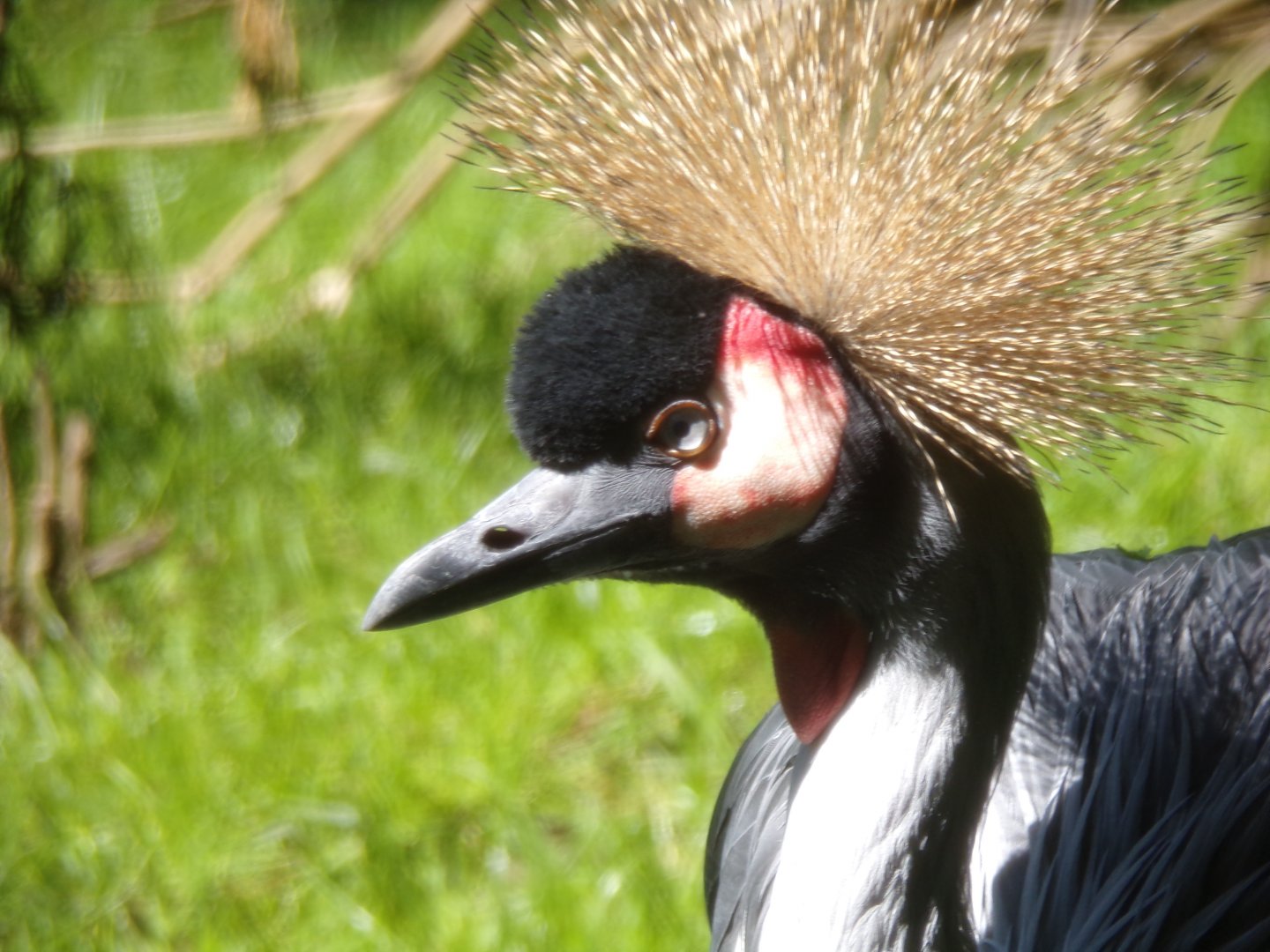 East African crowned crane 20.5.24