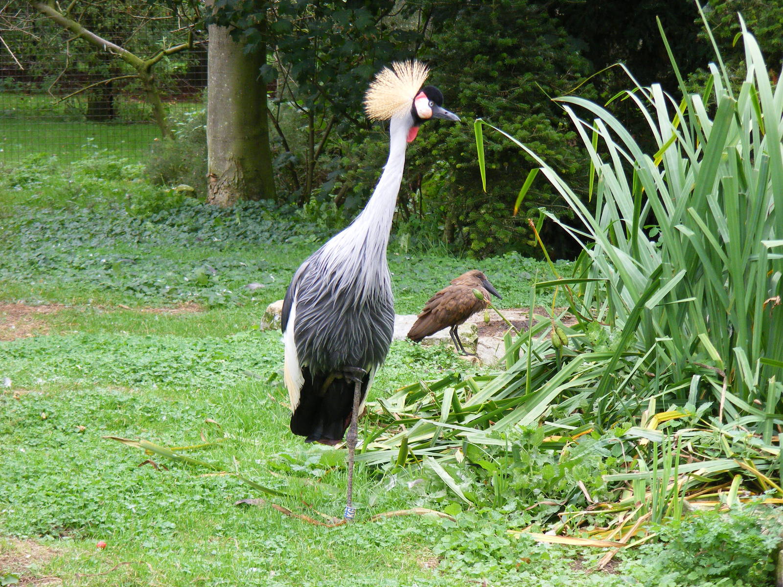East African crowned crane and hammerkop at Linton Zoo, 11 September 2010
