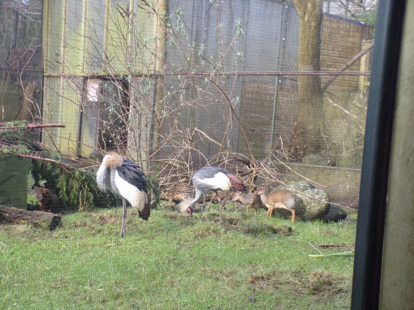 East African crowned crane and Kirk’s dik-diks 16.2.24