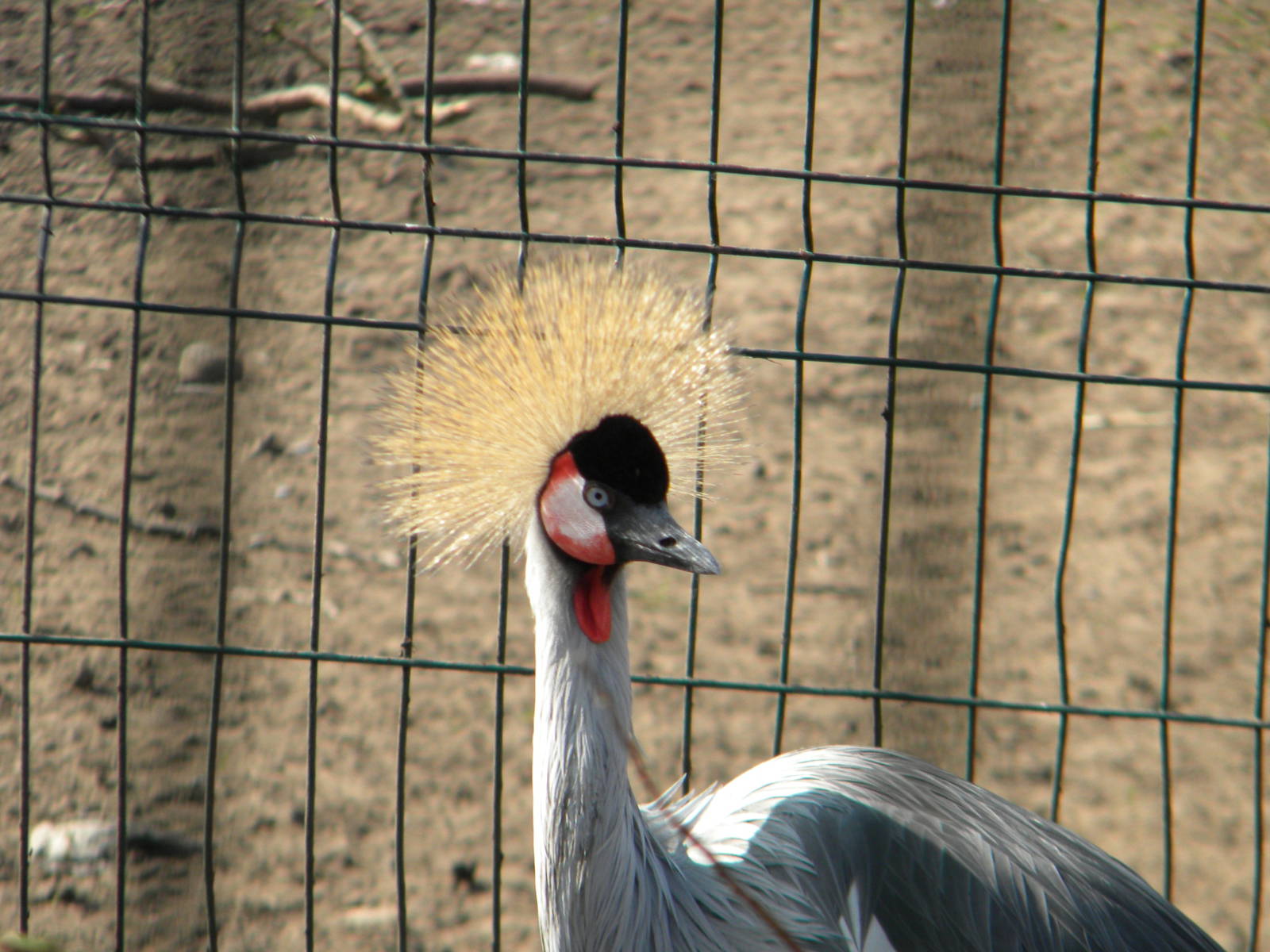 East African Crowned Crane at Blackpool Zoo 27th March 2011