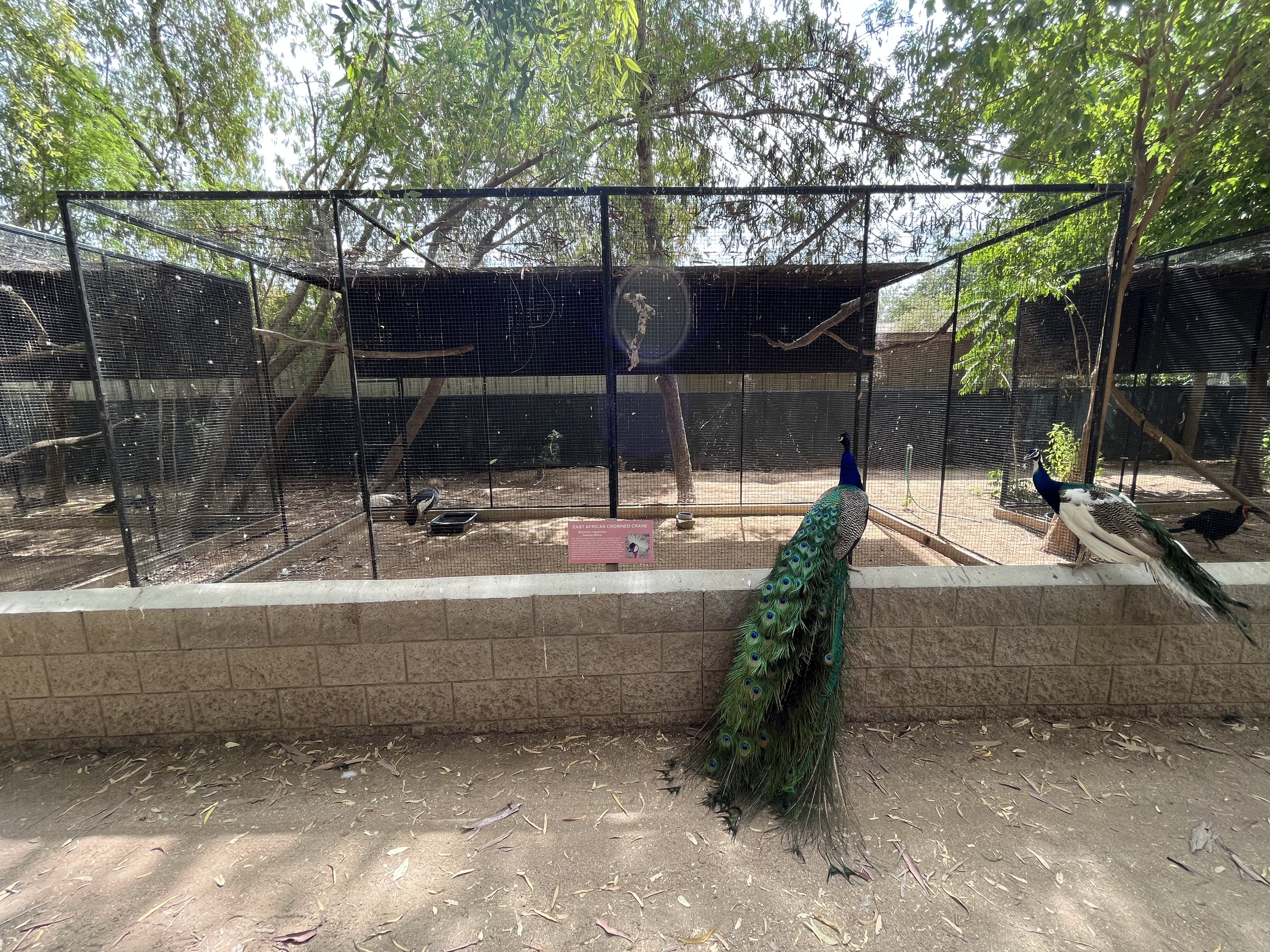 East African Crowned Crane Aviary