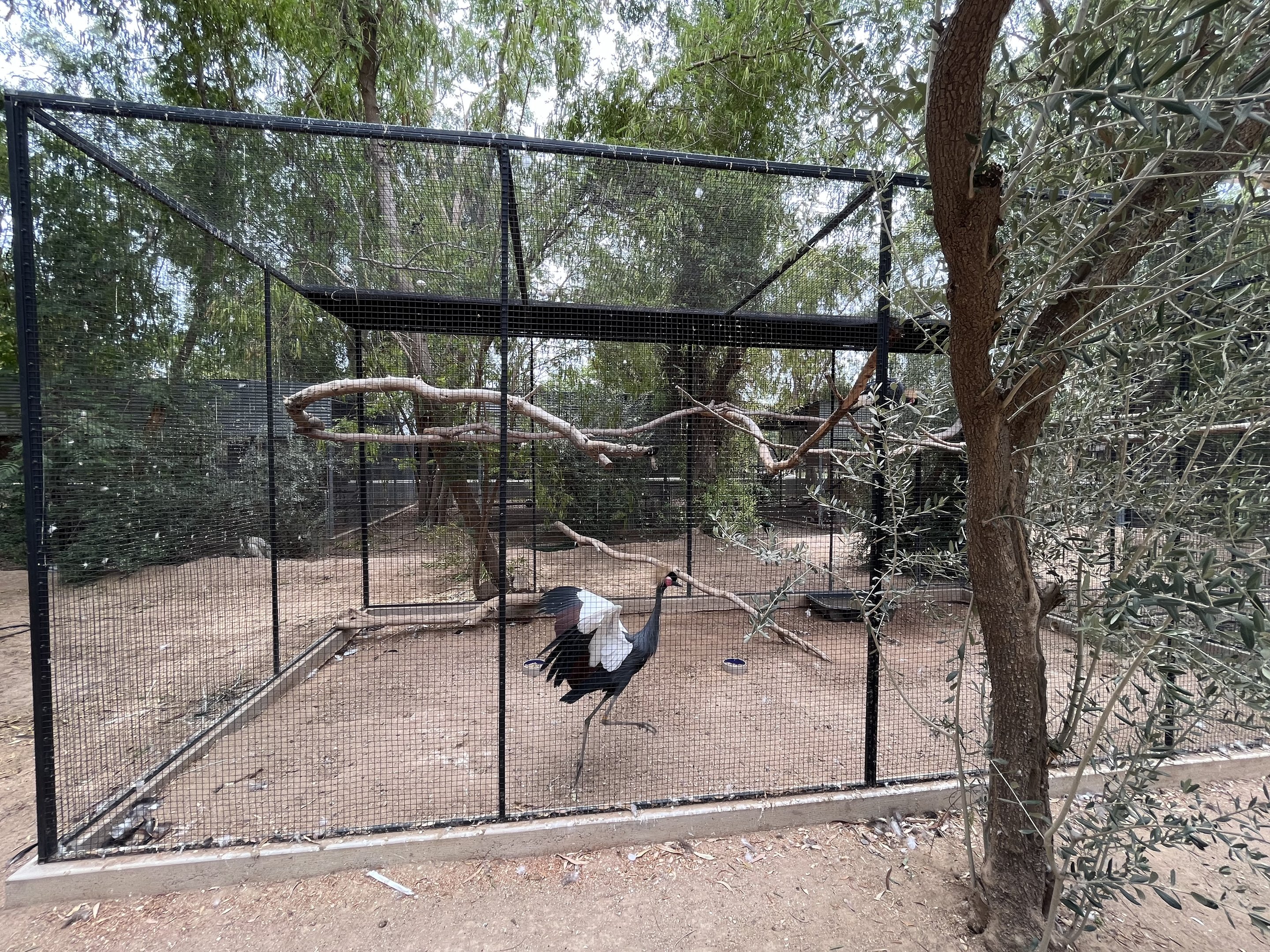 East African Crowned Crane Aviary