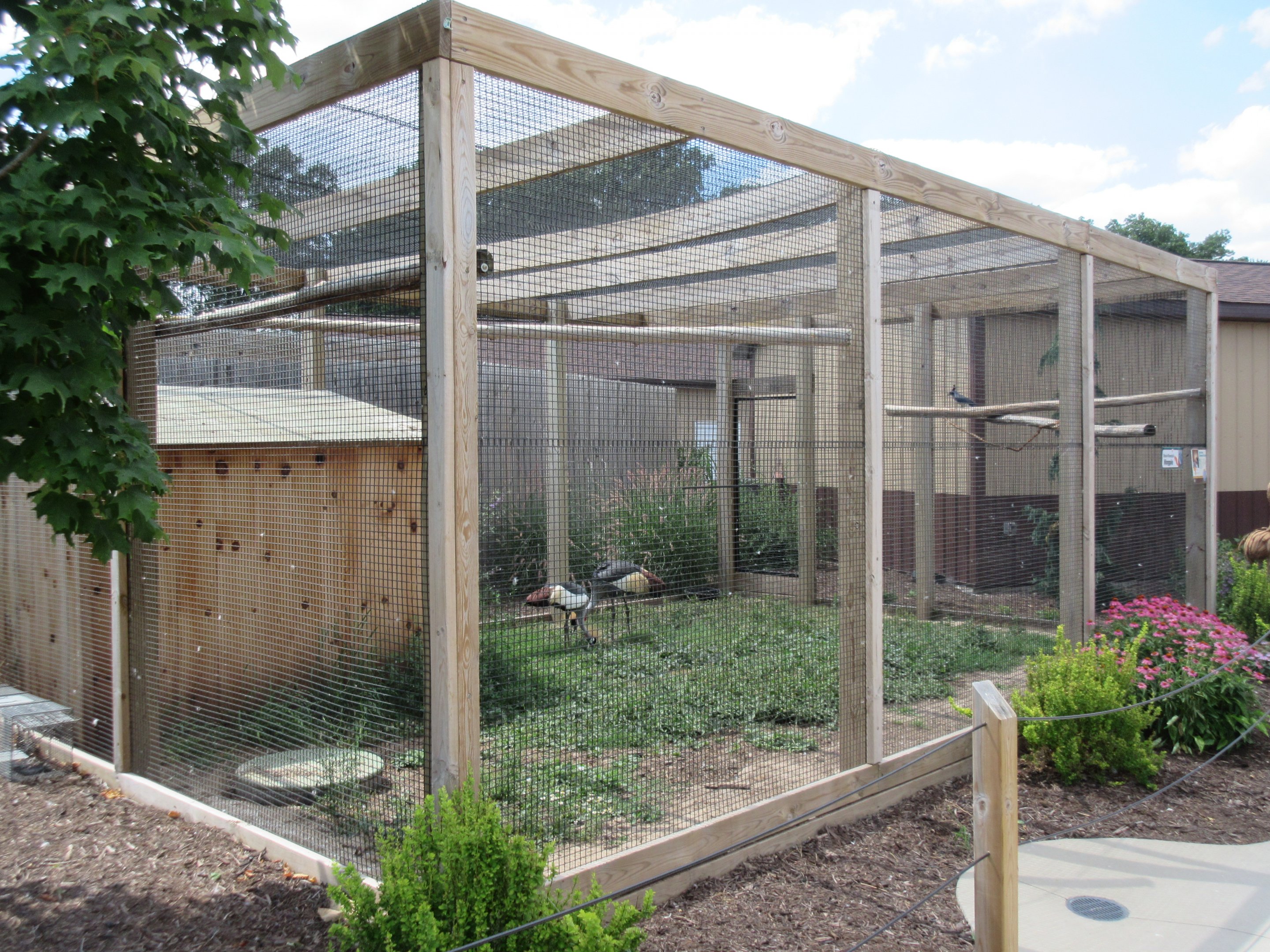 East African Crowned Crane/Black-throated Magpie Exhibit