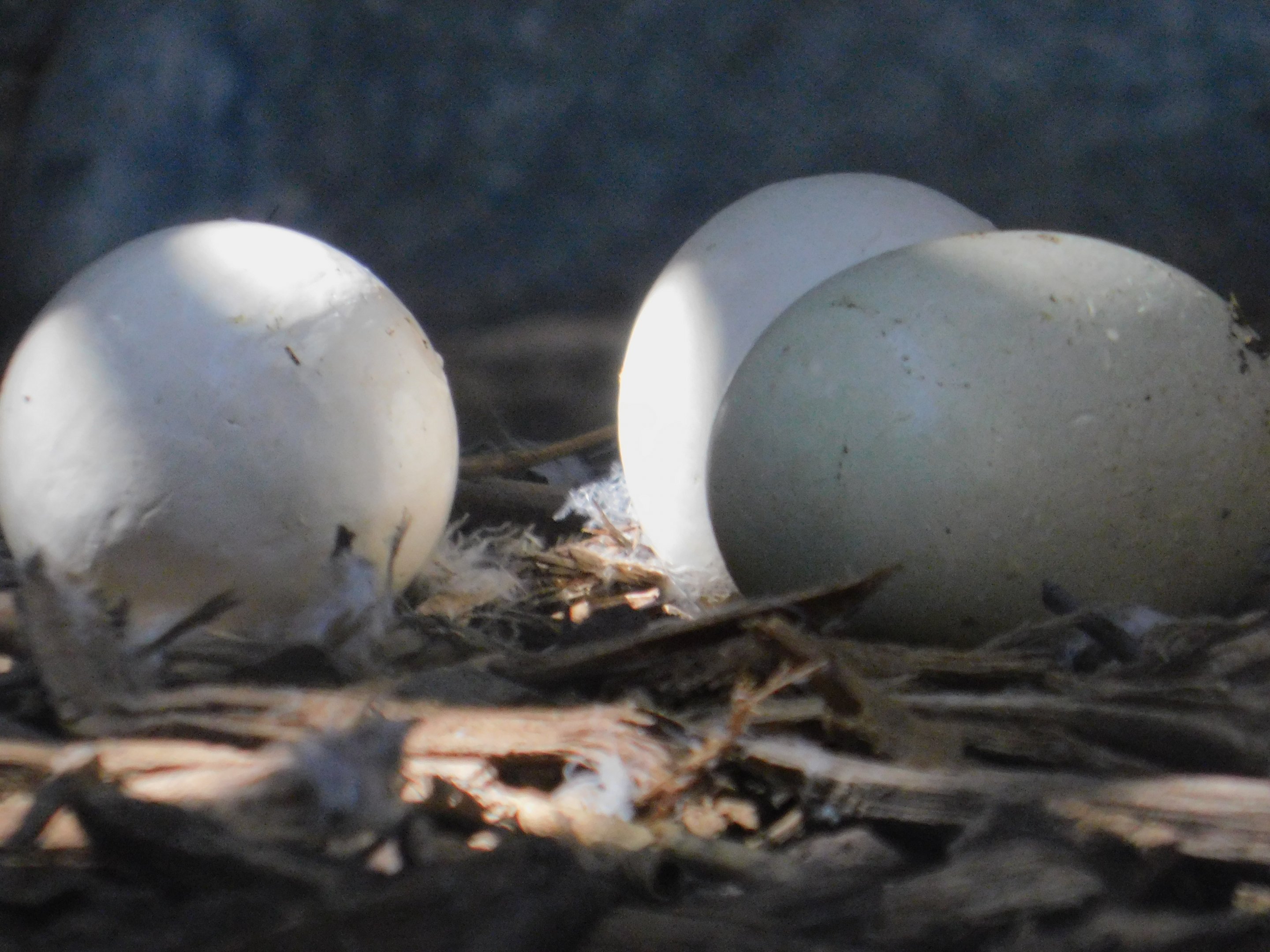 East African Crowned Crane eggs