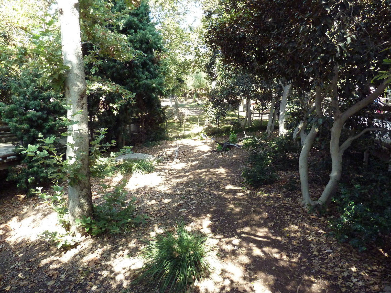 East African Crowned Crane Exhibit