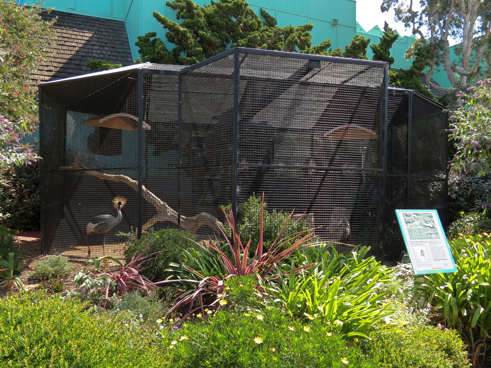 East African Crowned Crane Exhibit