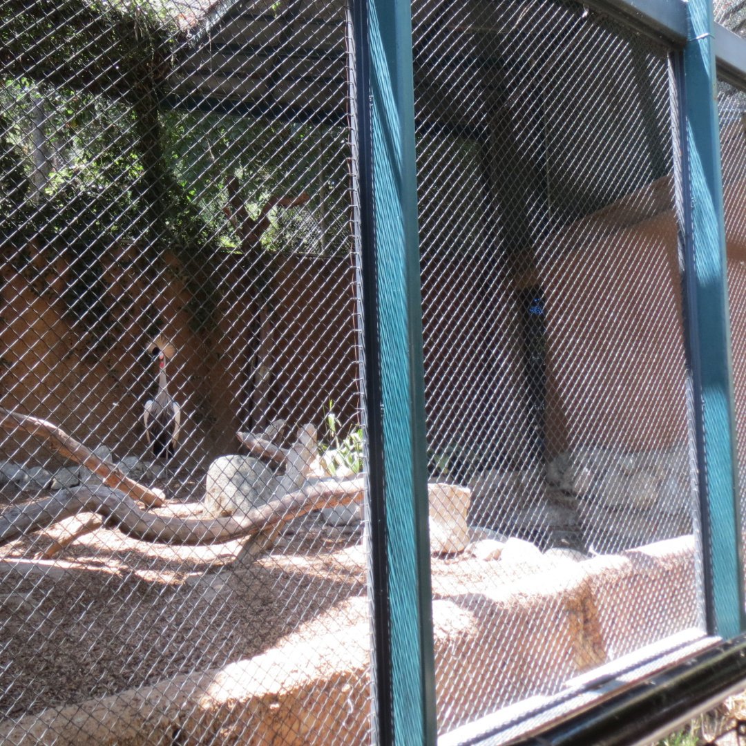 East African Crowned Crane Exhibit