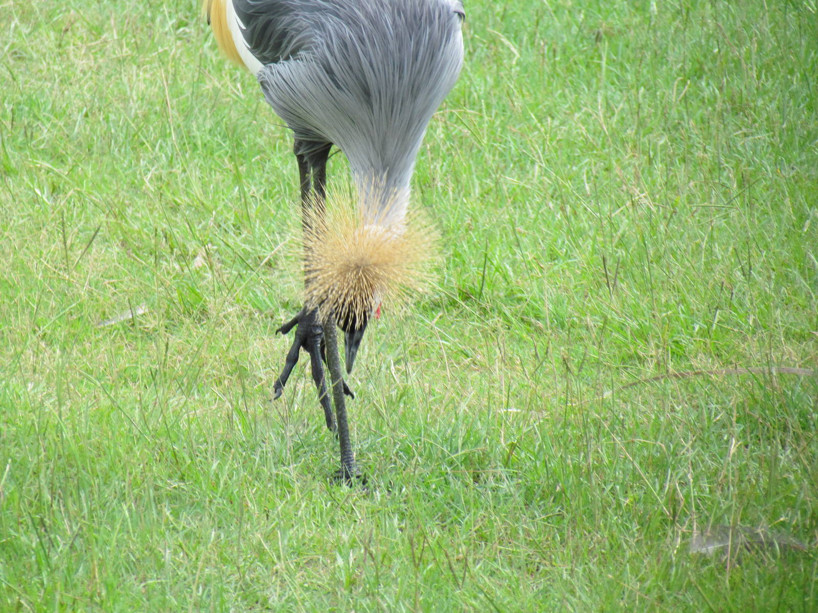 East African Crowned Crane Foraging