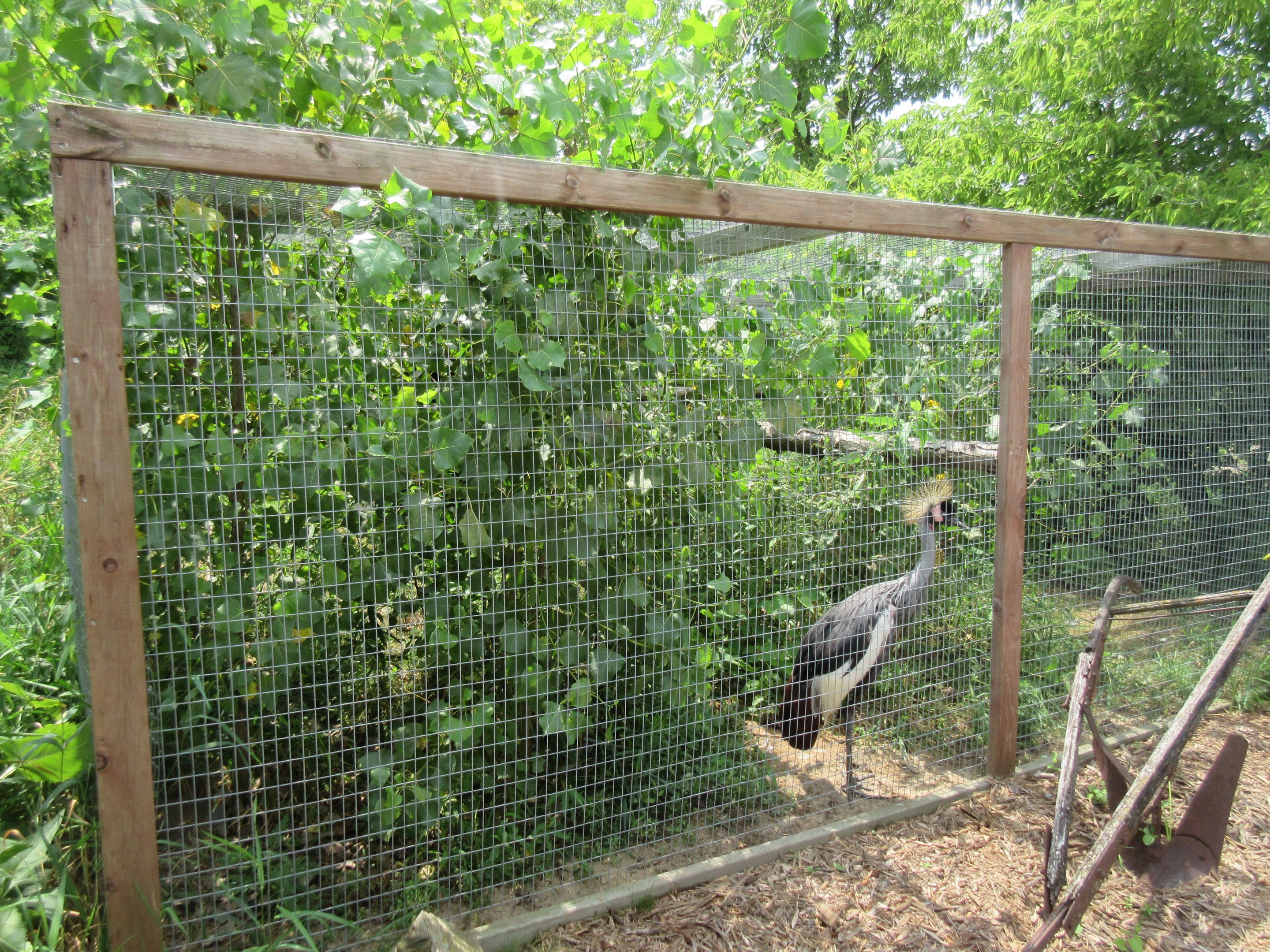 East African Crowned Crane/Giant Wood Rail Exhibit