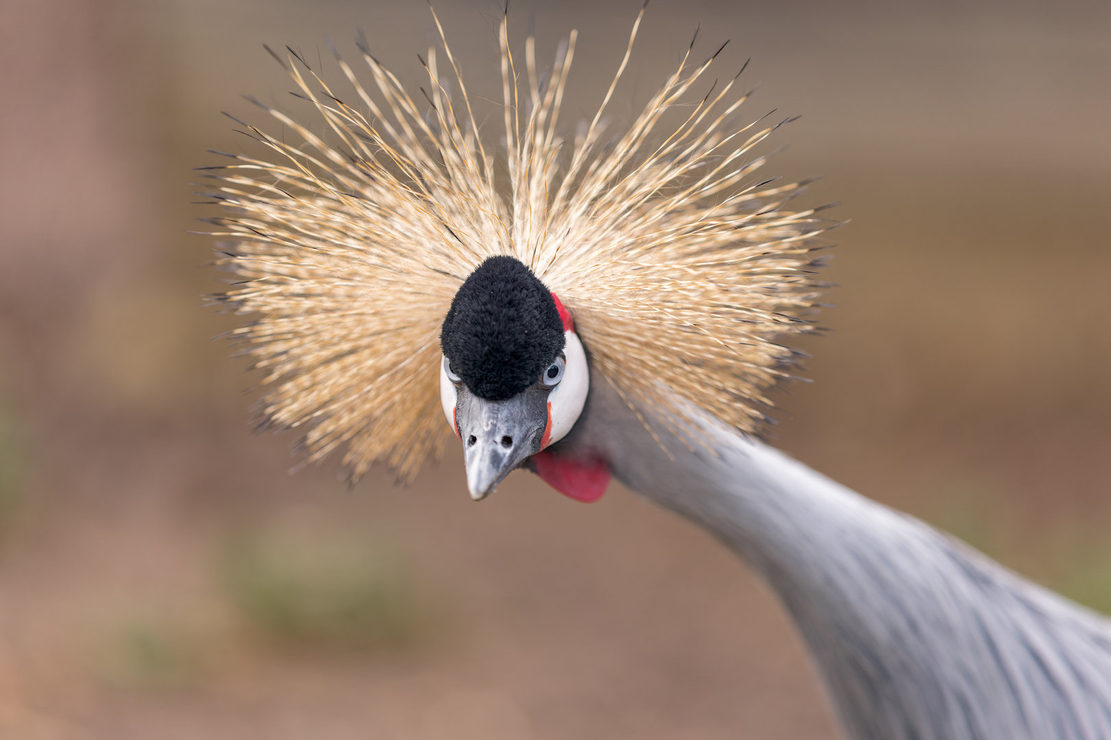 East African Crowned Crane / Hamerton / 16-11-22