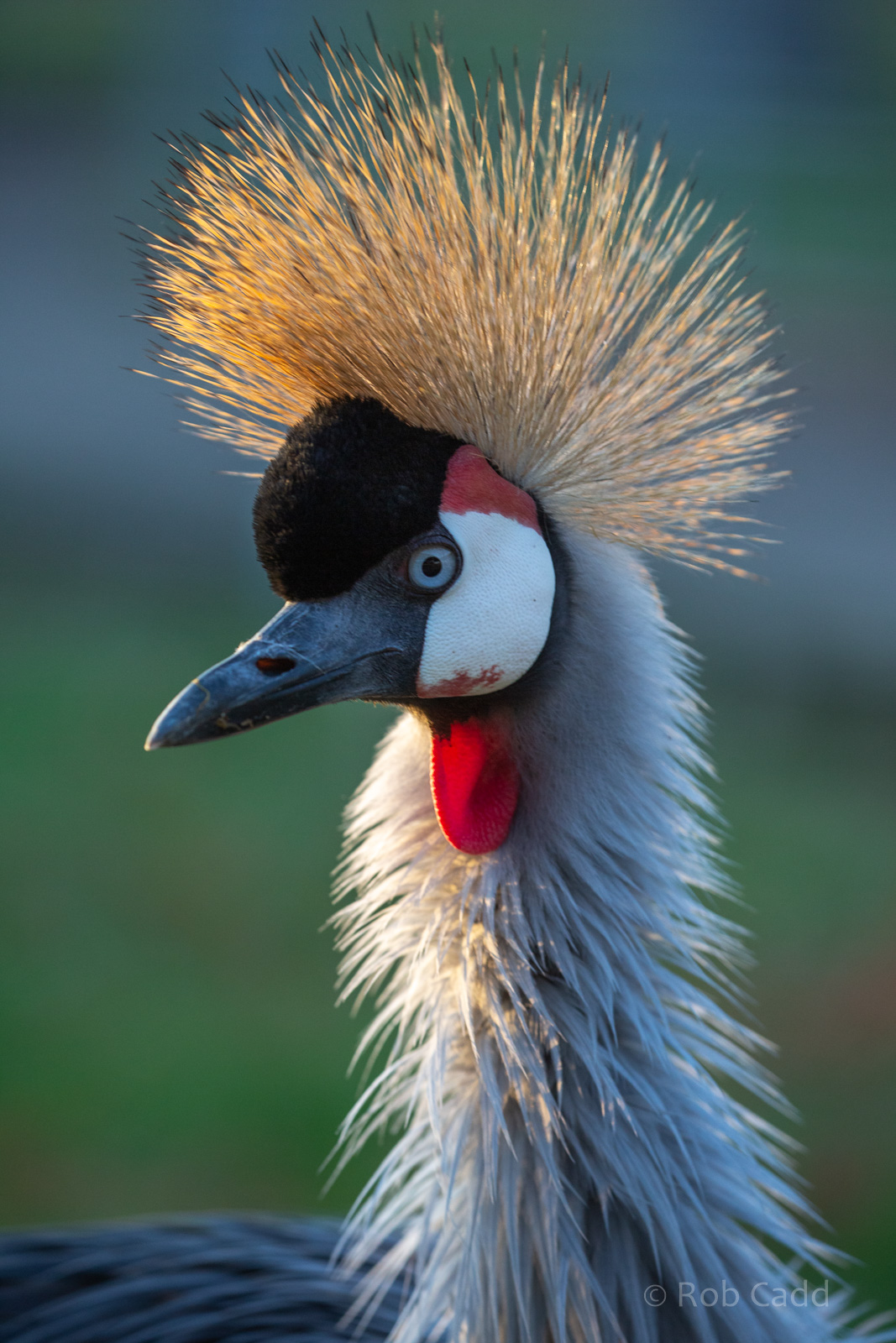 East African crowned-crane : Hamerton : 25 Nov 2018
