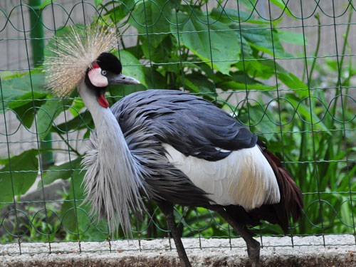 East African Crowned Crane in Kishinev Zoo