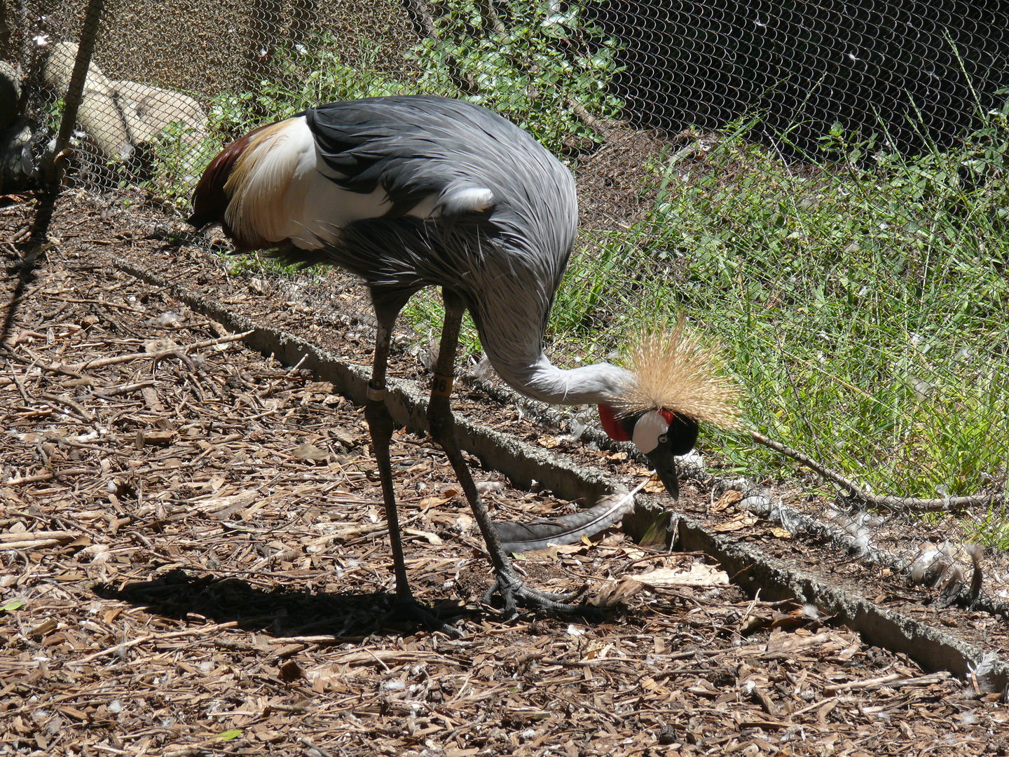 East African Crowned-crane - July 8th 2023