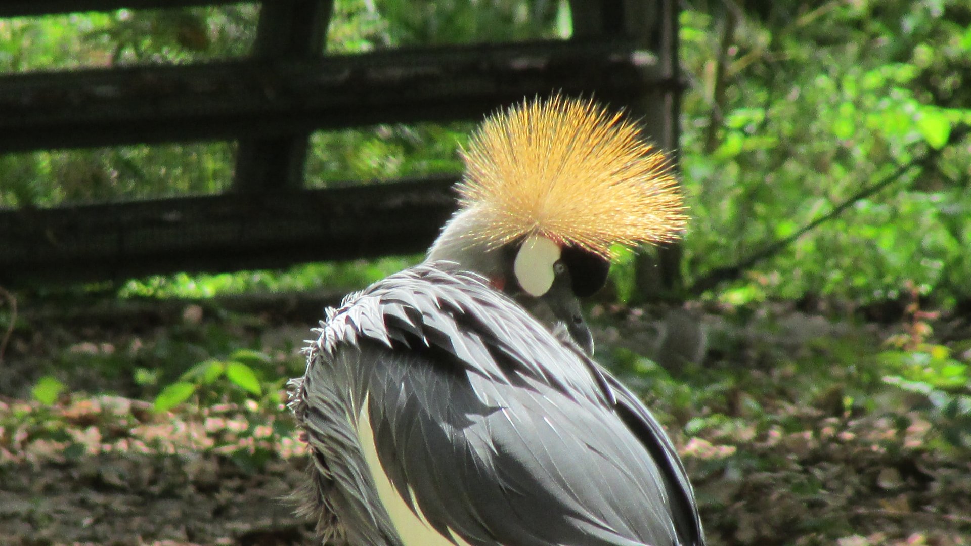 East African Crowned Crane Portrait