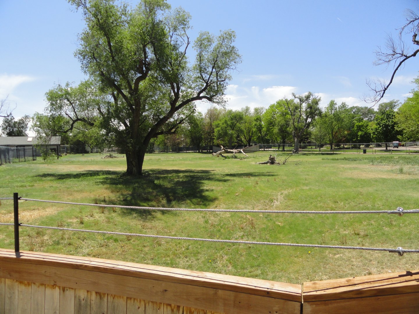 East African Crowned Crane, Stanley Crane Exhibit
