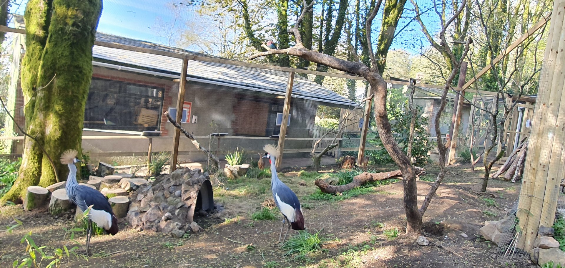 East african crowned crane with dik dik in background