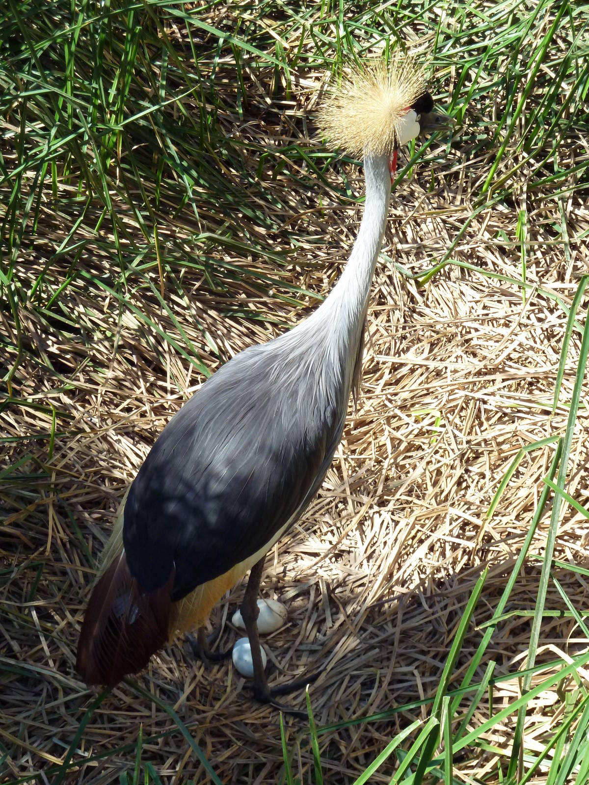 East African Crowned Crane With Eggs
