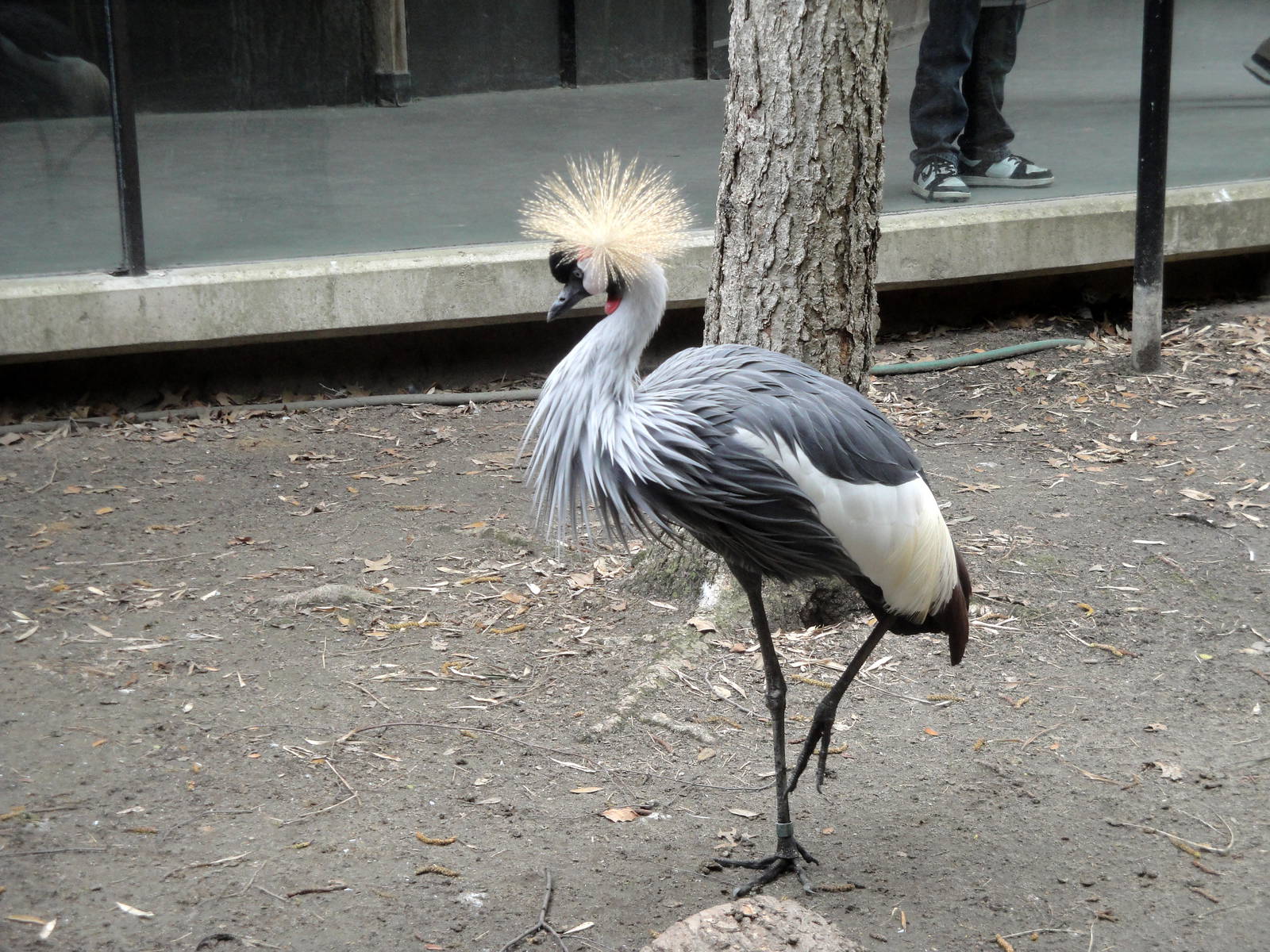 East African Crowned Crane