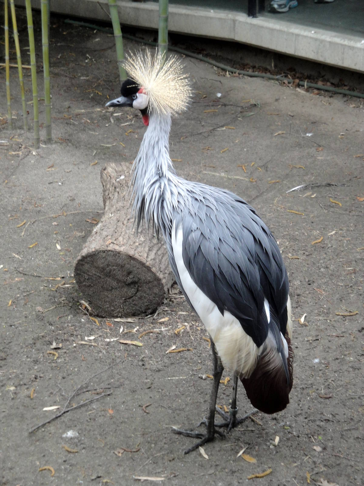 East African Crowned Crane