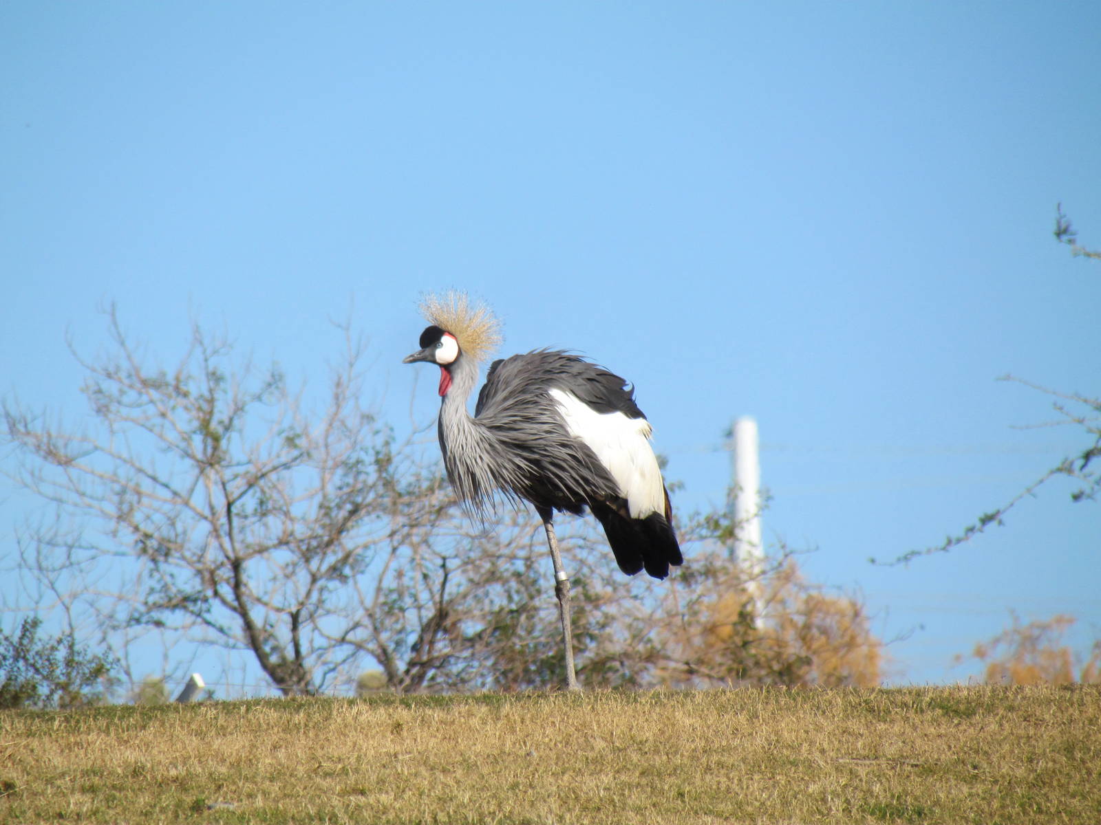 East African Crowned Crane