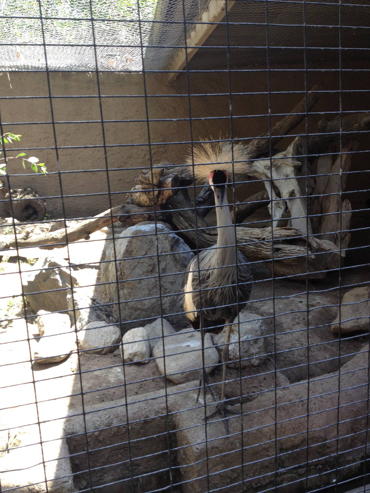 East african crowned crane