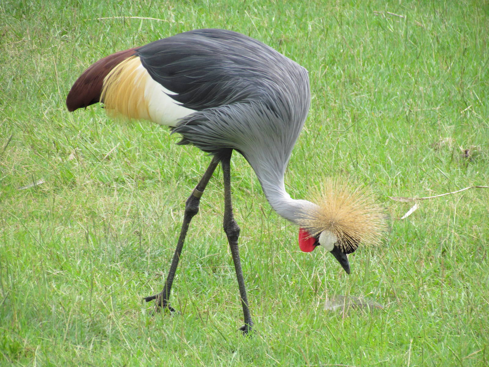 East African Crowned Crane