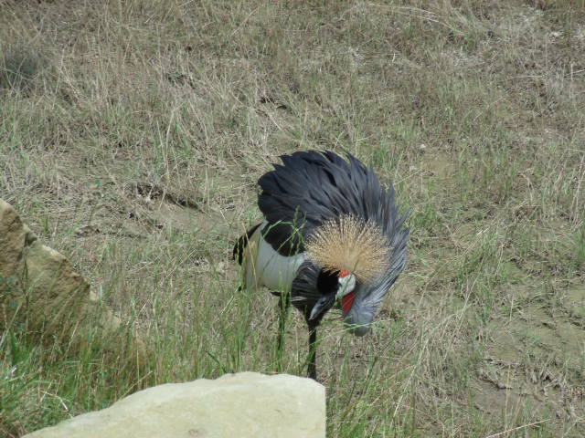 East African Crowned Crane