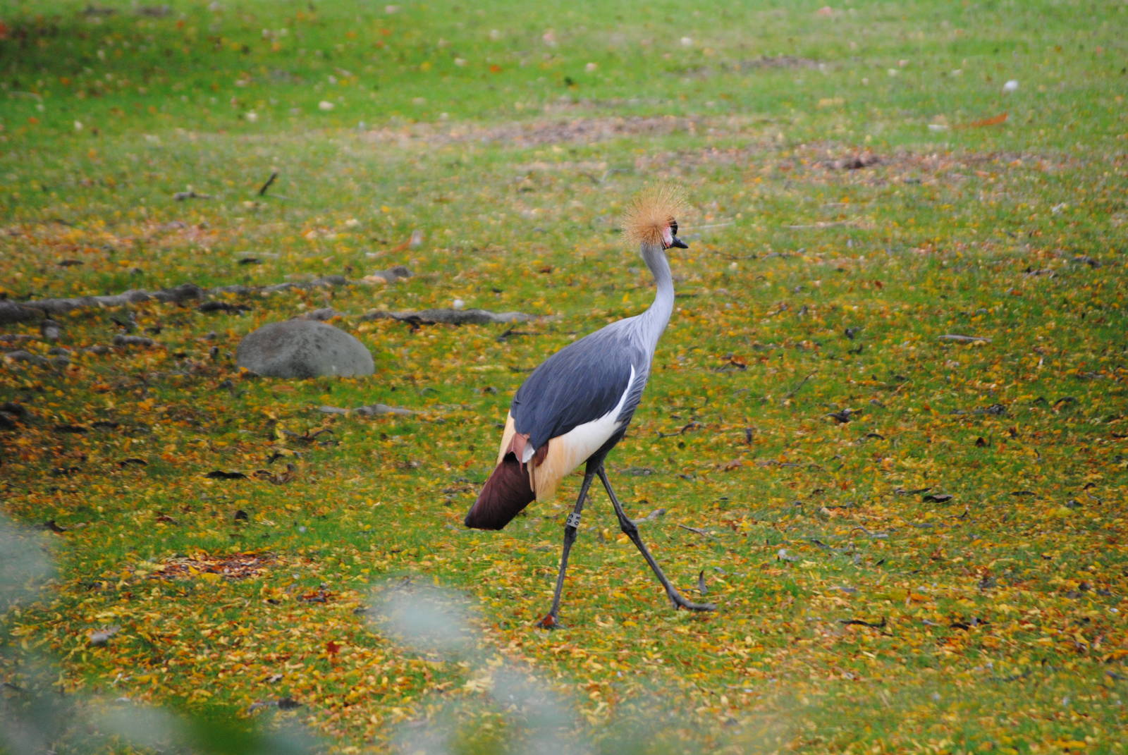 East African Crowned Crane
