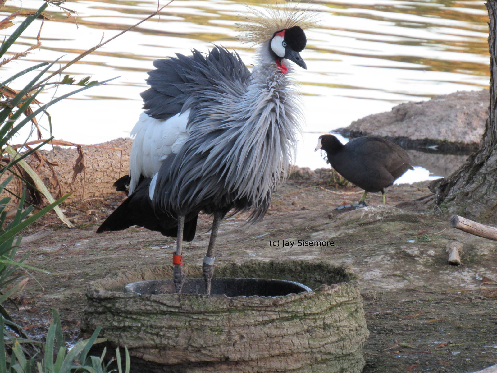 East African Crowned Crane
