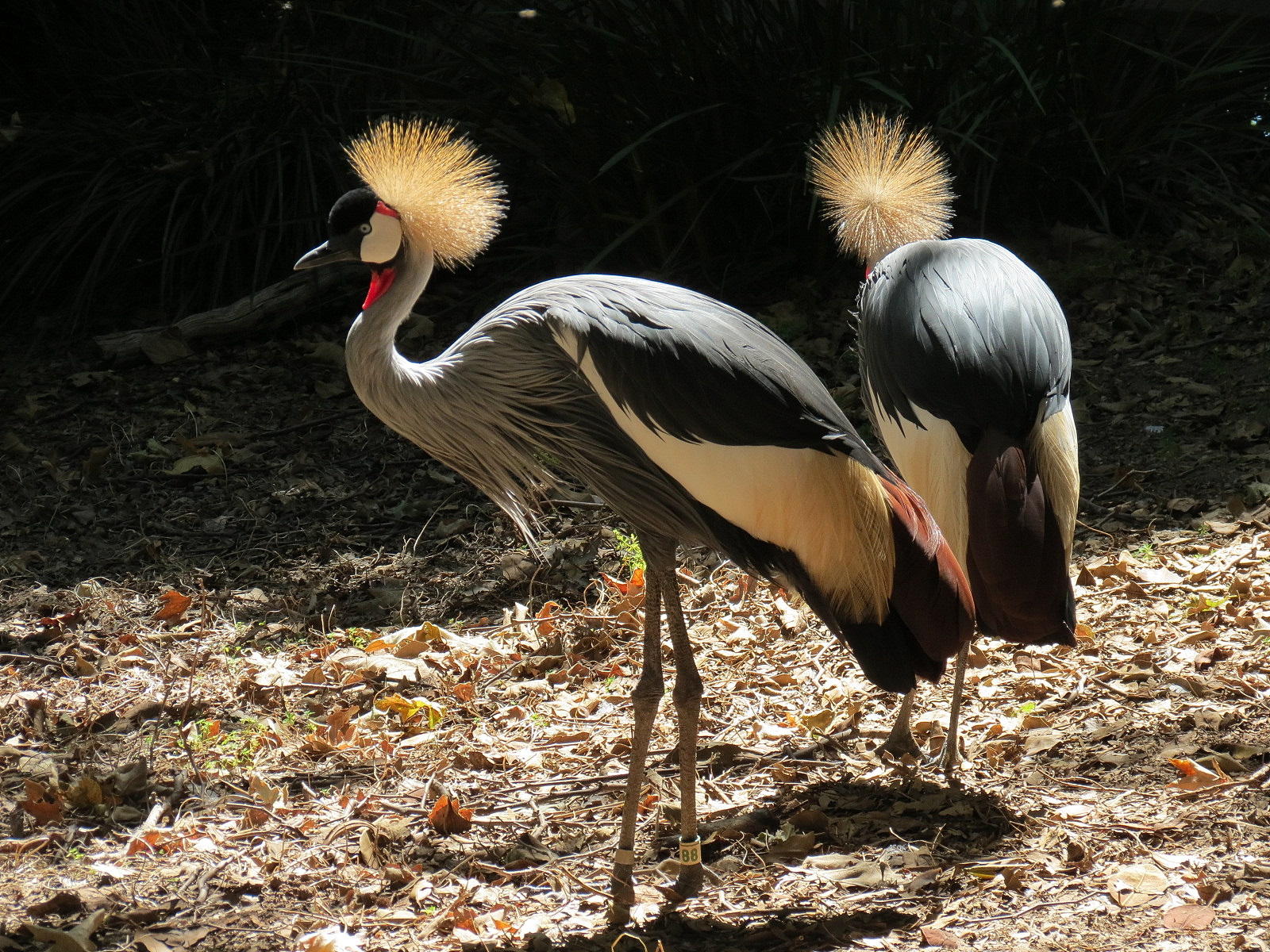 East African Crowned Crane