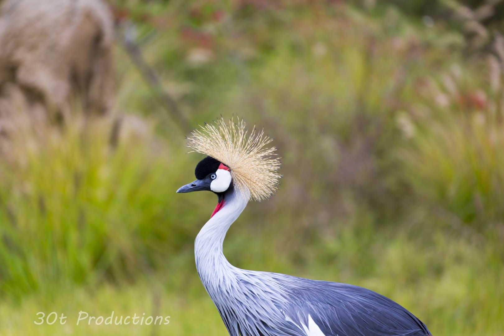 East African Crowned Crane