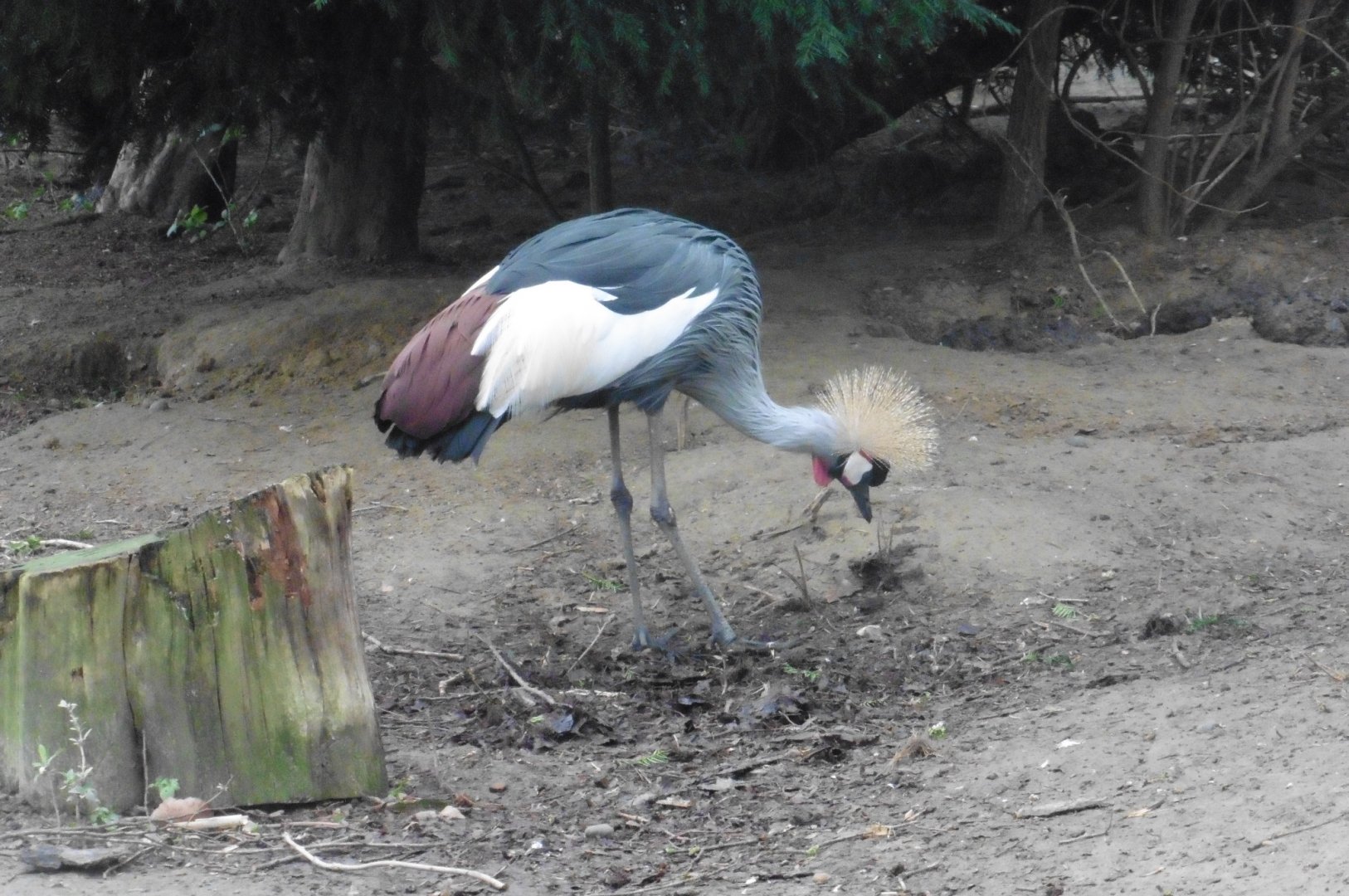 East African Crowned Crane