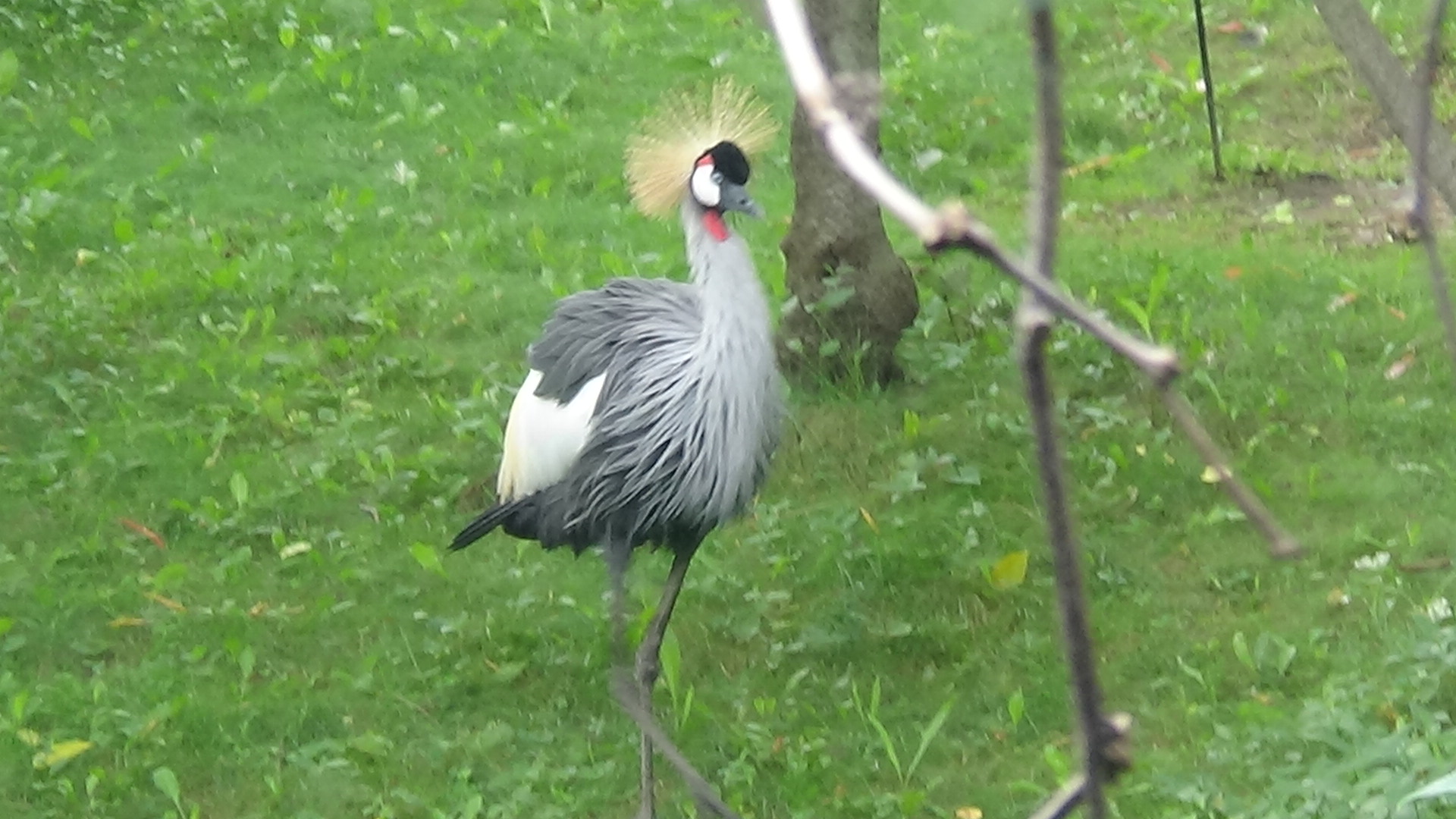 East African crowned crane
