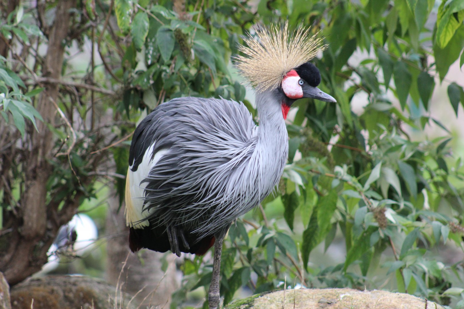 East African Crowned Crane