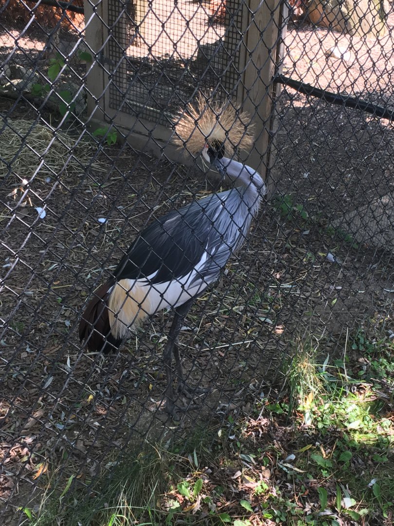 East African Crowned Crane