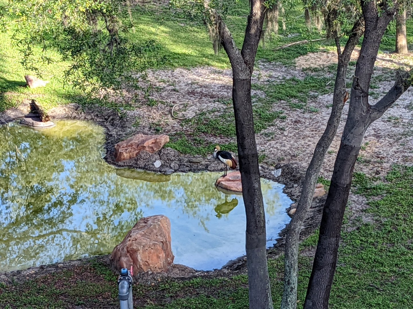 East African crowned crane