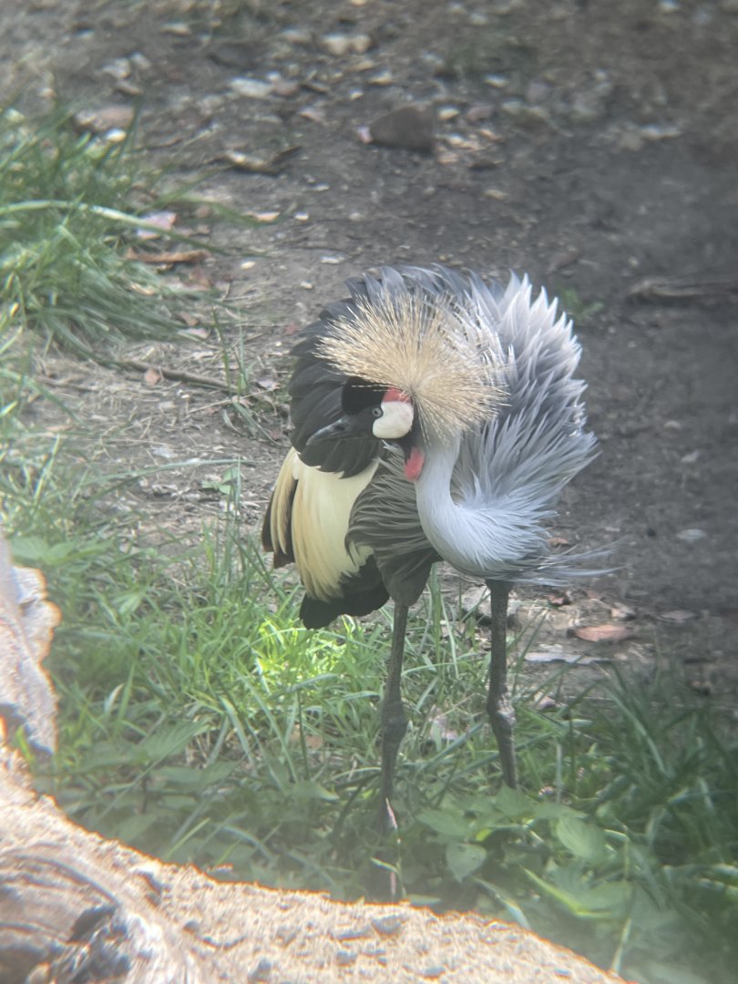 East African Crowned Crane