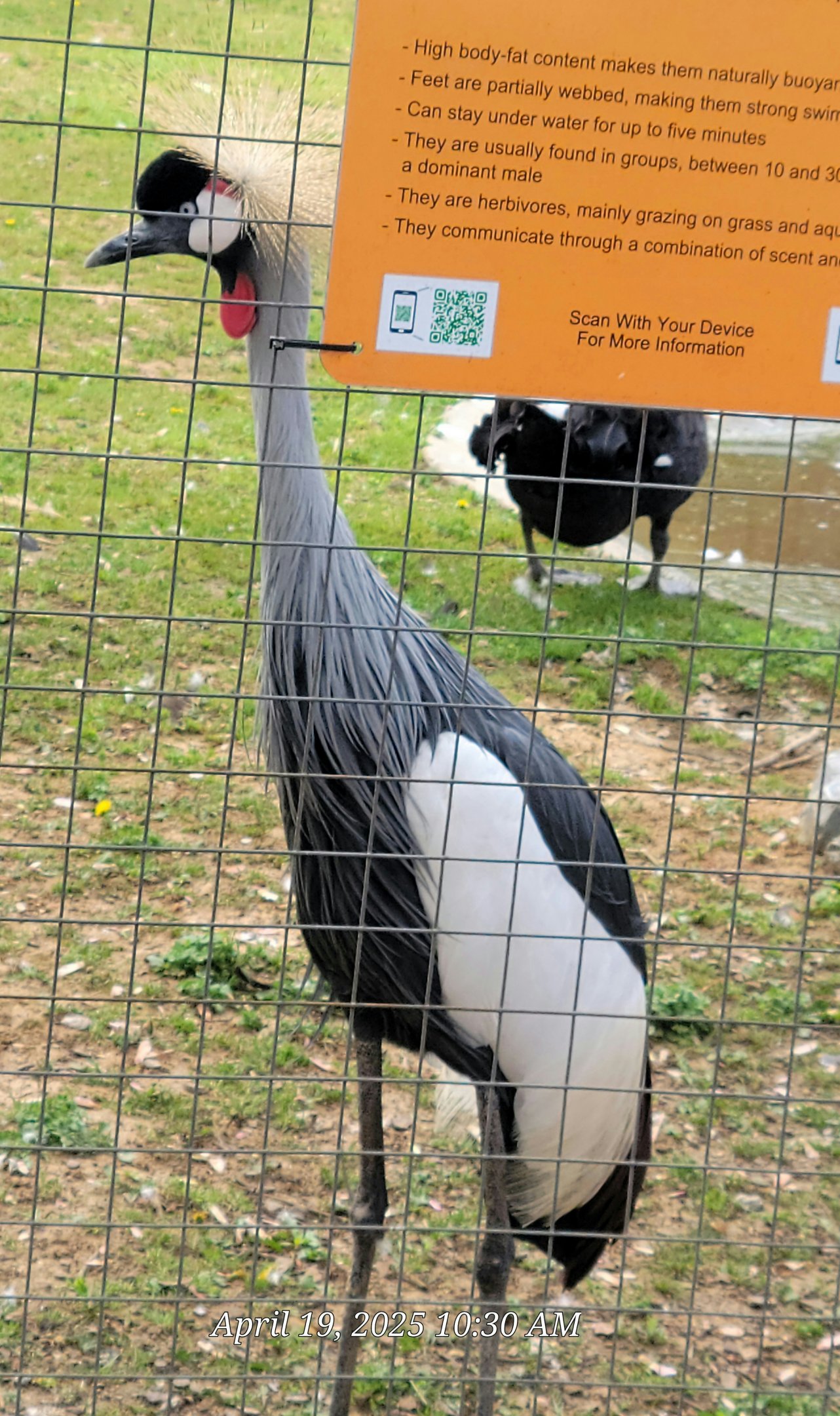 East African Crowned Crane