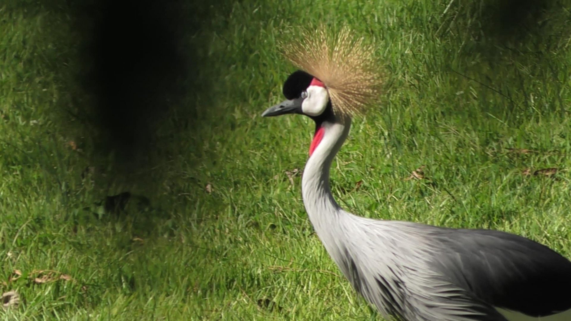 East African crowned crane