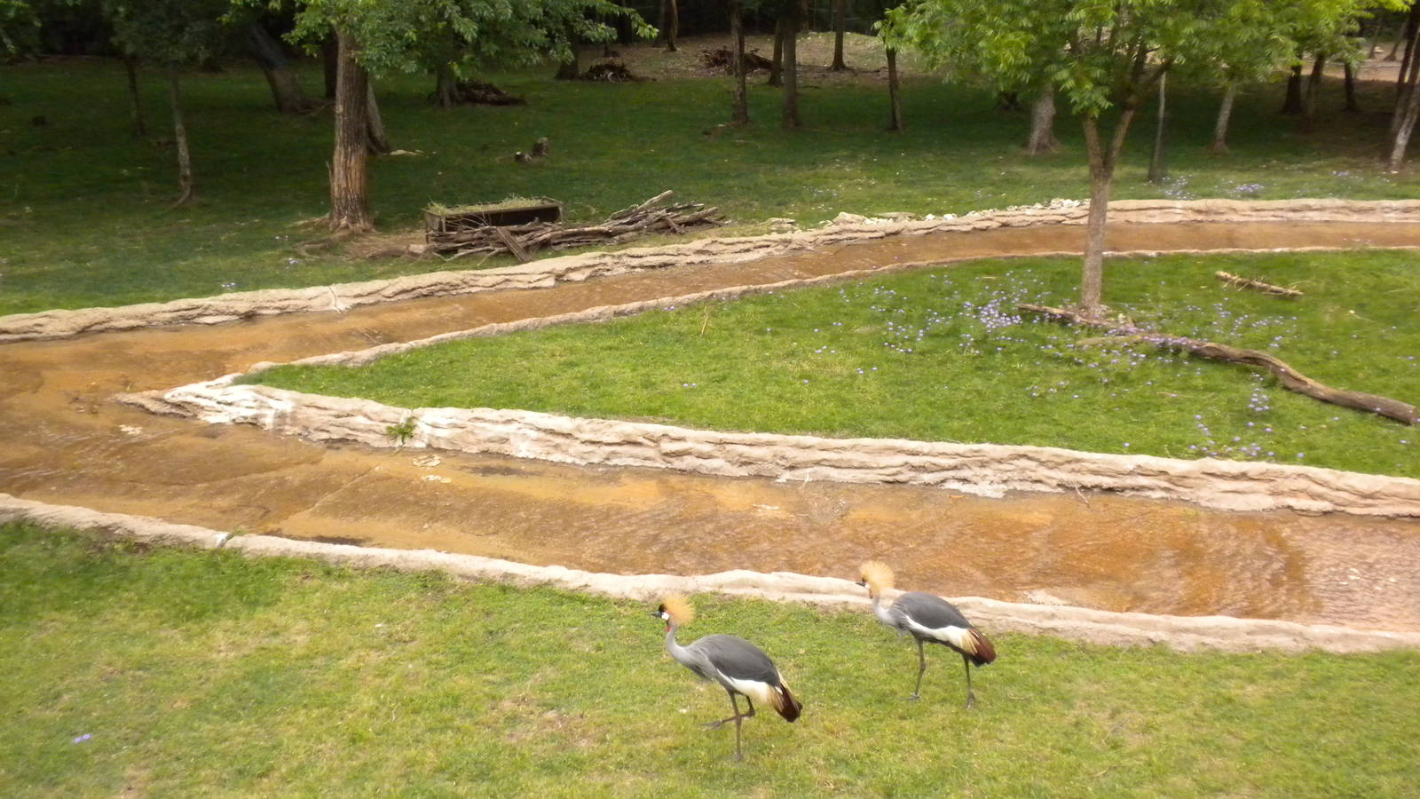 East African Crowned Crane