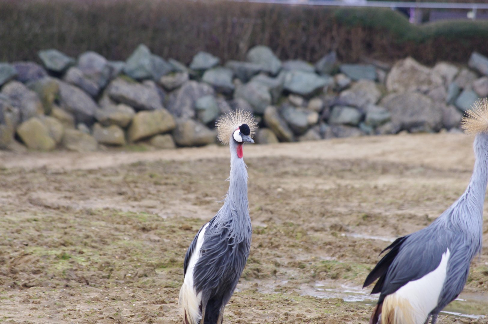 East African crowned cranes- 17/2/2025
