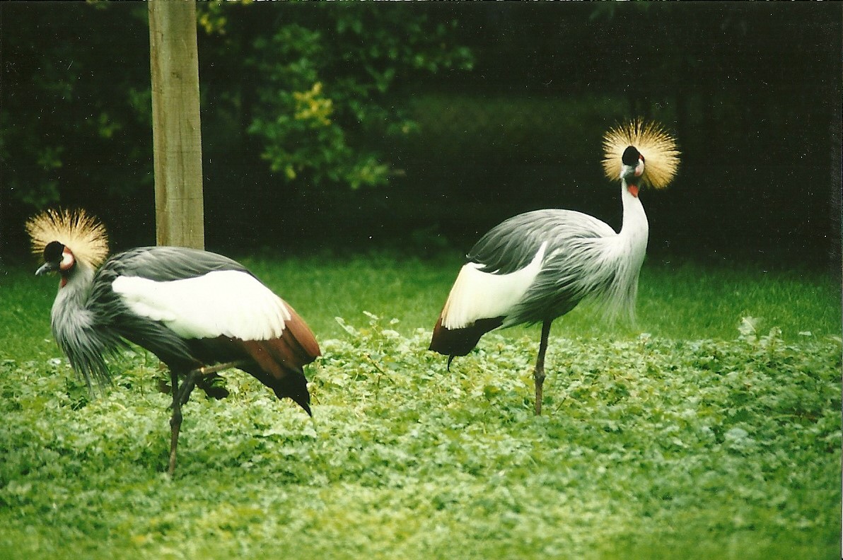 East African Crowned Cranes 19th August 2000