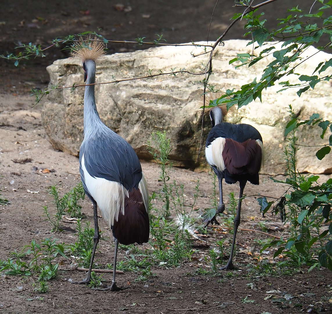 East African crowned cranes (Balearica regulorum gibbericeps), 2022-08-28