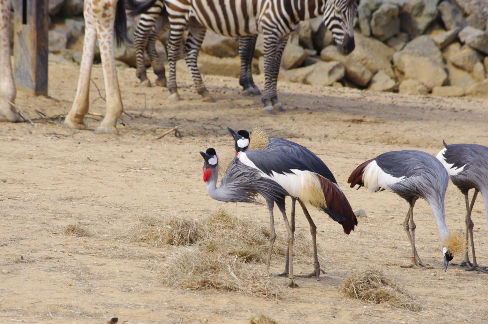 East African Crowned Cranes calling- 2/8/2024