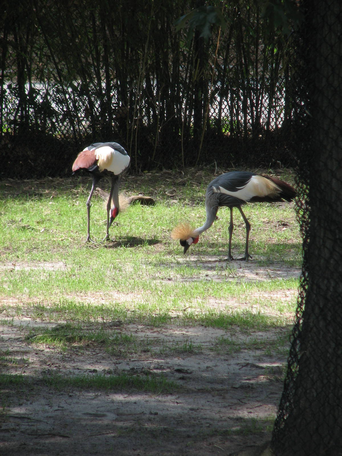 East African Crowned Cranes