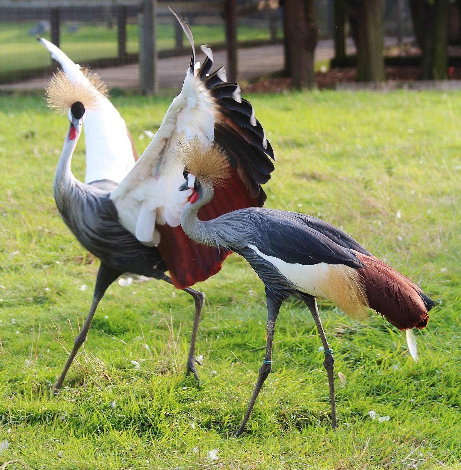 East African Crowned Cranes
