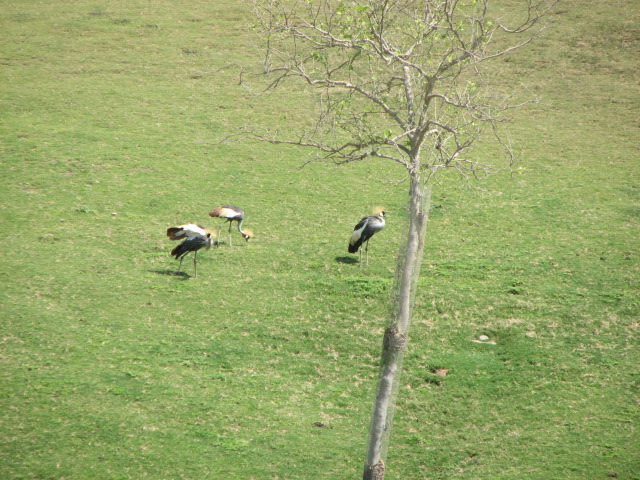 East African crowned cranes